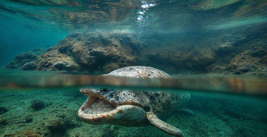 Canadian Seamount Hosts Extensive Deep-Sea Skate Nursery