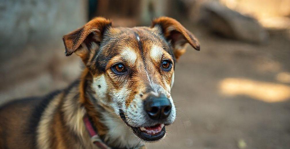 Kerala Minister Questions Feasibility of Stray Dog Rehabilitation Post-SC Remarks