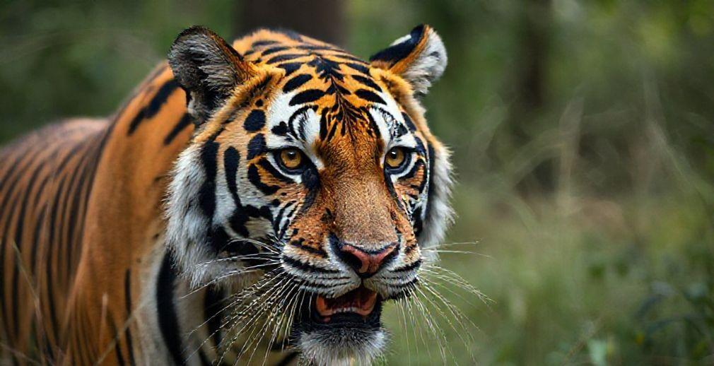 Mysuru District: Tiger Captured Following Reports of Conflict