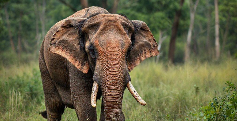 Translocated Elephant Dies in Kalakkad-Mundanthurai Tiger Reserve