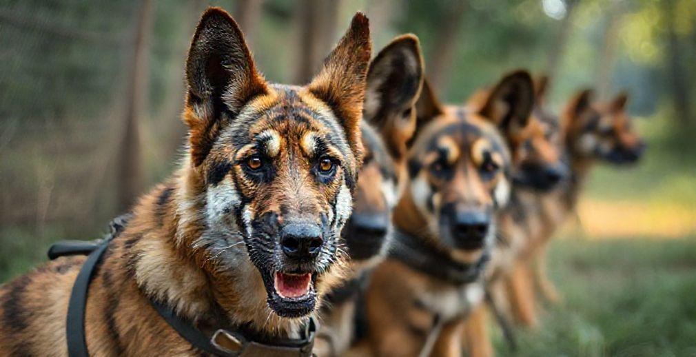 New Canine Squads Ready for Deployment in Karnataka Tiger Reserves